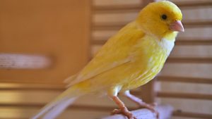 12 Nama Burung Memiliki Kicauan Bagus dari Indonesia hingga Luar Negeri. Gacor!