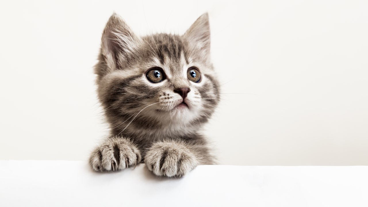 makanan kucing umur 1 bulan