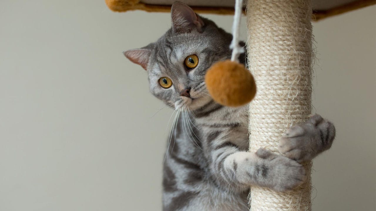 rekomendasi mainan kucing