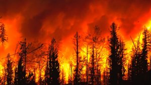 artikel tentang kebakaran hutan