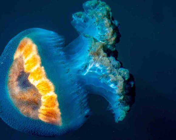 40 Contoh Kalimat Bioluminescence Bahasa Indonesia. Dari Berbagai Konteks!