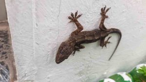 6 Ciri Ciri Tokek Rumah yang Mudah Dikenali, Warnanya Unik!