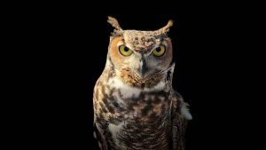 Suara Burung Hantu Pertanda Apa