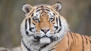 Arti Mimpi Harimau Masuk Rumah. Salah Satunya Datang Jodoh!