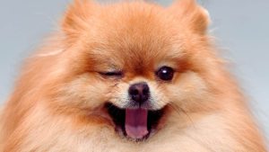 5 Jenis Jenis Anjing Kecil Lucu yang Mudah Dipelihara, Cocok Jadi Teman Setia di Rumah!